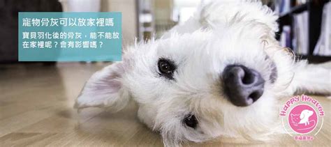 貓咪骨灰可以放家裡嗎|【貓咪骨灰放家裡】貓咪走了，骨灰放家裡好嗎？教你妥善安置貓。